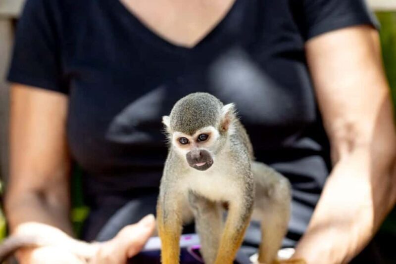 Punta Cana: Monkeyland Half-Day Tour with Snacks and Guide - Who Would Enjoy This Tour?