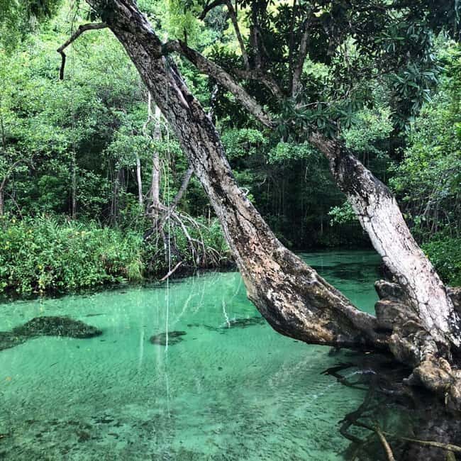 Punta Cana: Playa Rincon, Samana, & Cayo Levantado Day Trip - A Detailed Look at the Experience