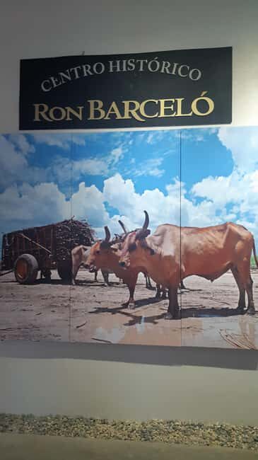 Punta Cana: Private Dominican Flavors Cultural Half-Day Trip - Who Will Love This Tour?