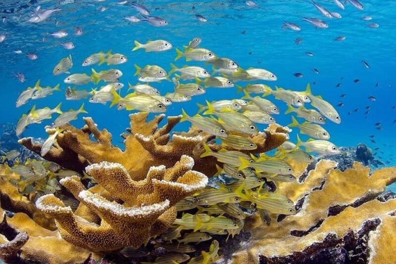 Punta Cana: Private Guided Power Dive Adventure with Music - Discovering Punta Cana’s Underwater World in a New Way