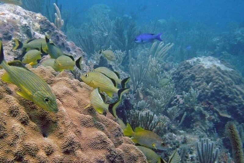 Punta Cana: Private Guided Power Dive Adventure with Music - FAQ