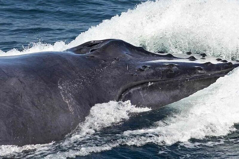 Punta Cana: Private Samaná Whale Watching Day Trip - Key Points