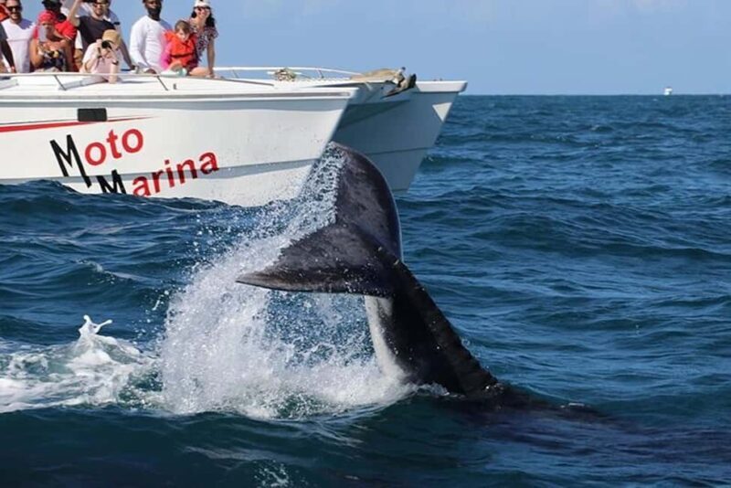 Punta Cana: Private Samaná Whale Watching Day Trip - Who Should Consider This Tour?