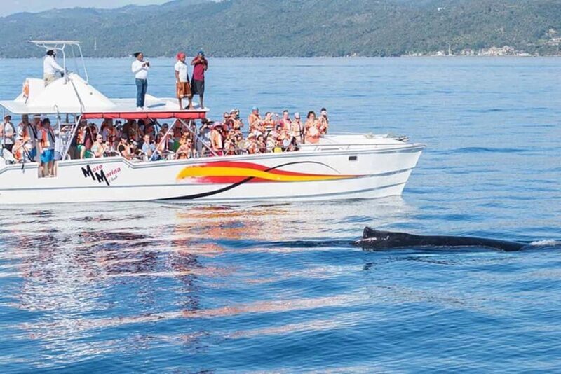 Punta Cana: Private Samaná Whale Watching Day Trip - The Sum Up