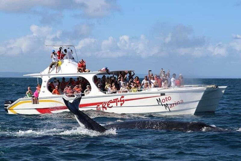 Punta Cana: Private Samaná Whale Watching Day Trip - FAQ