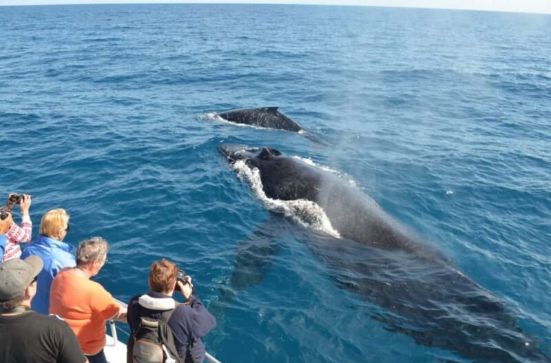 Punta Cana: Private Whale Watching Samana bay Half Day - A Detailed Look at the Tour Experience