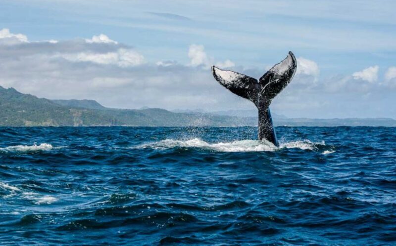 Punta Cana: Private Whale Watching Samana bay Half Day - FAQs