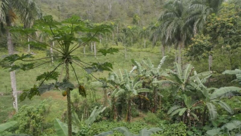 Punta Cana: Samana Full Day Tour with Lunch - Practical Tips for Travelers