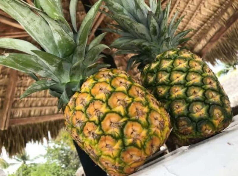 Punta Cana: Saona Island Day Trip with Lobster Lunch - Exploring Saona Island: A Practical Guide