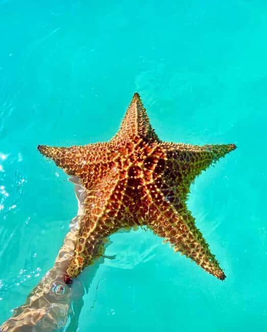 Punta Cana: Saona Island Exclusive Private Beach, Open Bar & Premium Lunch - Key Points