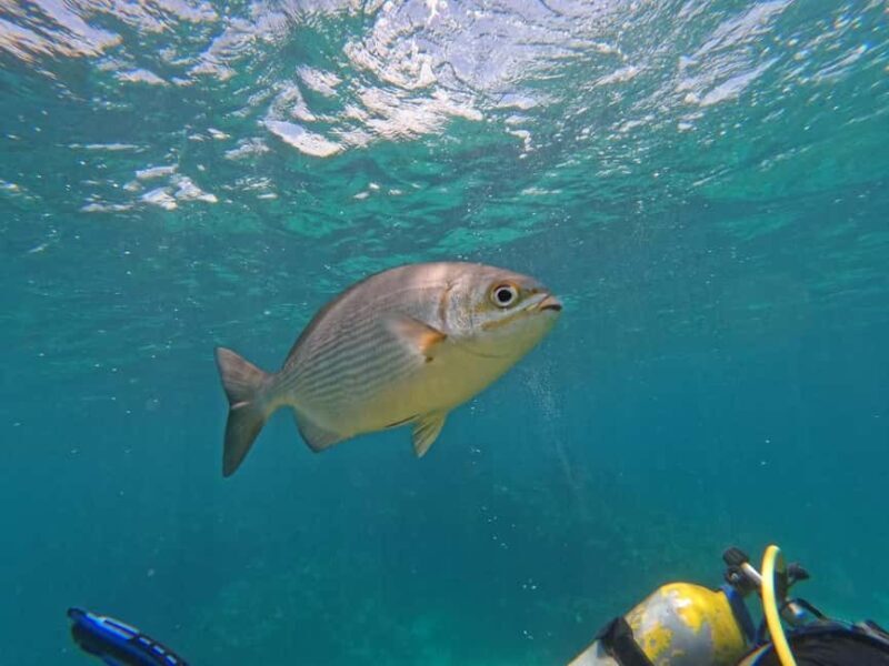 Punta Cana: Scuba Doo Adventure with Round-Trip Transfer - Key Points