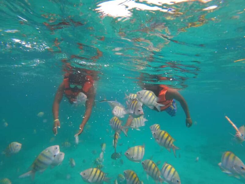 Punta Cana: Speed Boat Ride & Snorkel Adventure - The Experience in Detail