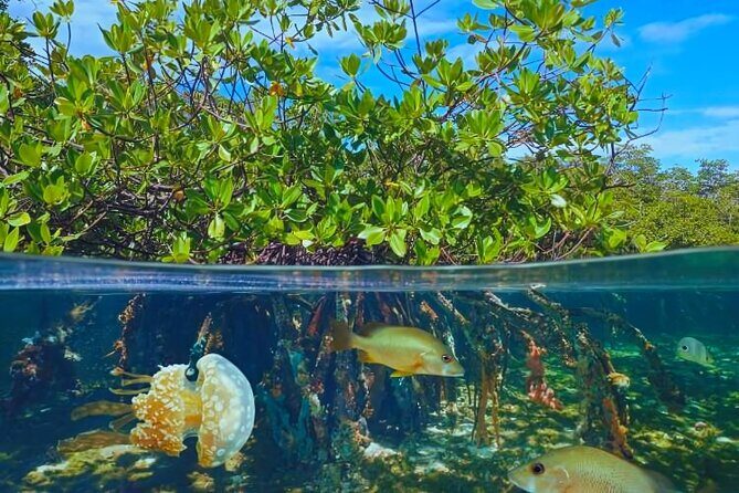 Punta Cana Speed Boat to Saona Island with Lunch & Natural Pools - FAQ