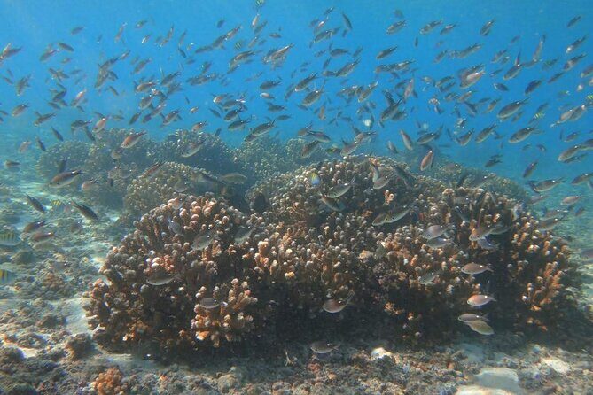 Punta Cana Speed Boat Tour and Snorkeling - What You Get and What You Might Miss