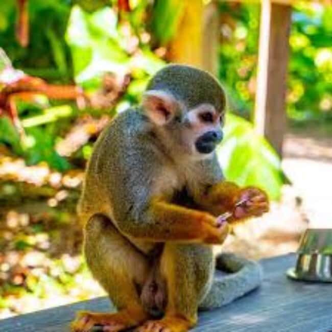 Punta Cana: Tour Aventura con Monos con Recogida en el Hotel - Authentic Encounters and Cultural Insights