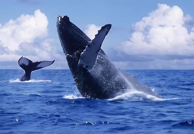 Punta Cana: Whale Watching and Bacardi Island Day Trip - Detailed Review: What You Can Expect
