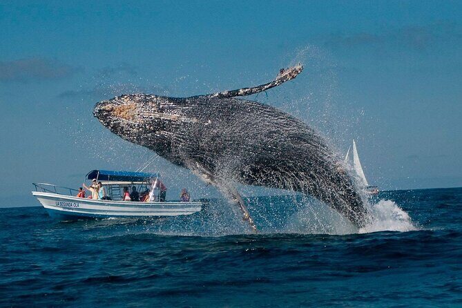 Punta Cana Whale Watching and Bacardi Island Day Trip - Analyzing the Experience: Value and Practicalities