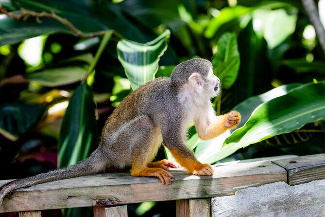 Punta Cana Zipline Jungle Adventure - FAQ