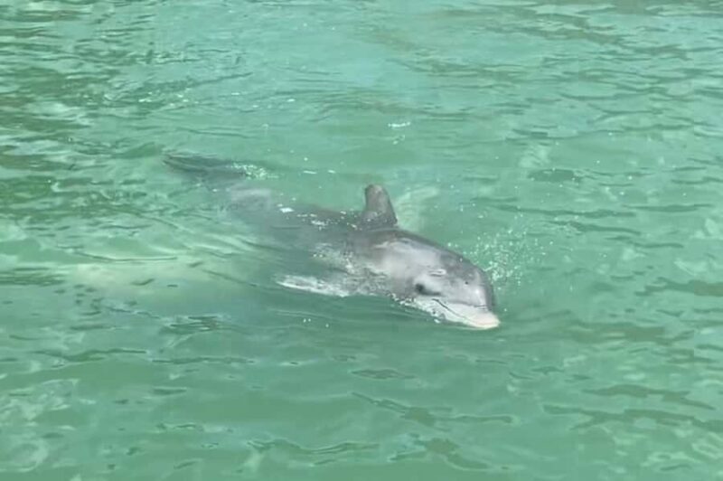 Punta Gorda: Boat tour to the beaches and sandbars. - Key Points