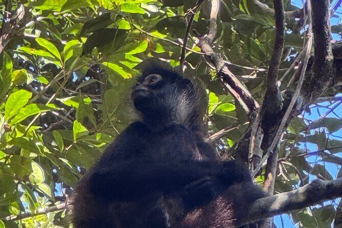 Punta Laguna Adventure with Mayan Ceremony - Practicalities and Considerations