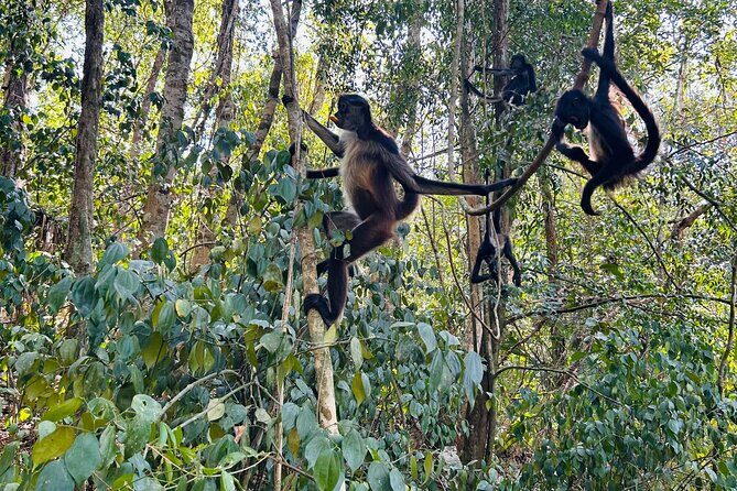 Punta Laguna Tour: Spider Monkey Reserve, cenote, canoe - Who Should Consider This Tour?