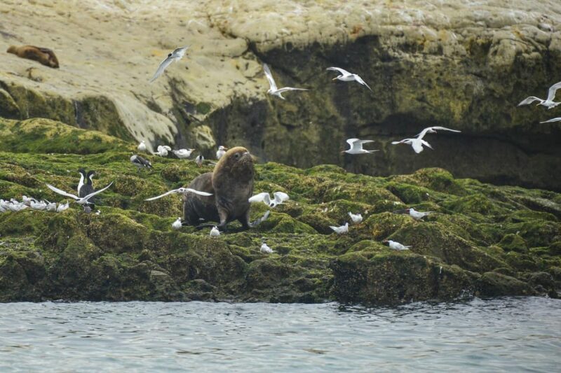 Punta Loma Shore Excursion with City tour - Who Should Consider This Tour?