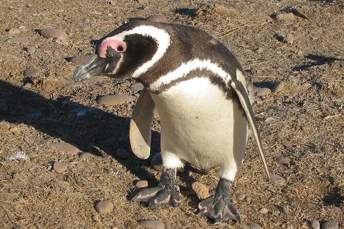 Punta Tombo Cruise Excursion with Penguins - Punta Tombo Cruise Excursion with Penguins: A Close Encounter with Patagonia’s Iconic Wildlife