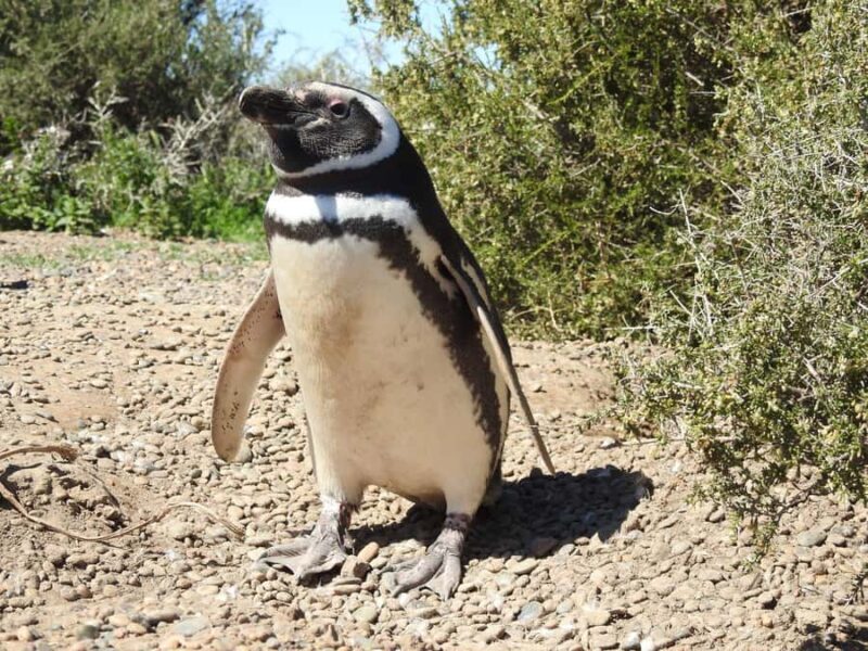 Punta Tombo Cruise Shore Excursion - Walk among penguins - Punta Tombo Cruise Shore Excursion - Walk among penguins