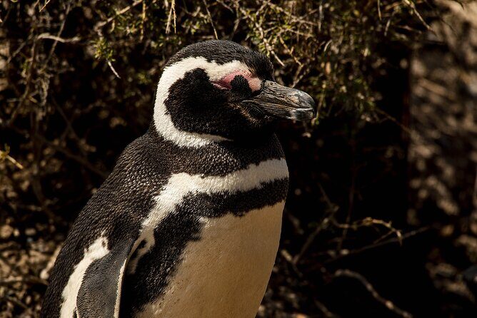 Punta Tombo excursion for cruise passengers - Punta Tombo Excursion for Cruise Passengers: An Up-Close Encounter with Penguins and Patagonia’s Coastal Beauty