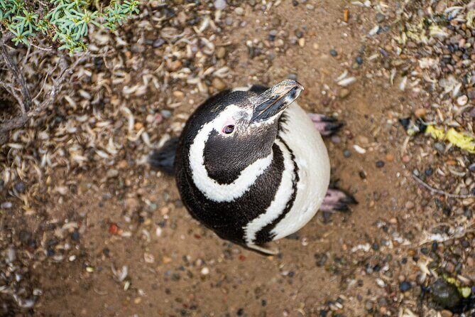 Punta Tombo excursion for cruise passengers - Key Points