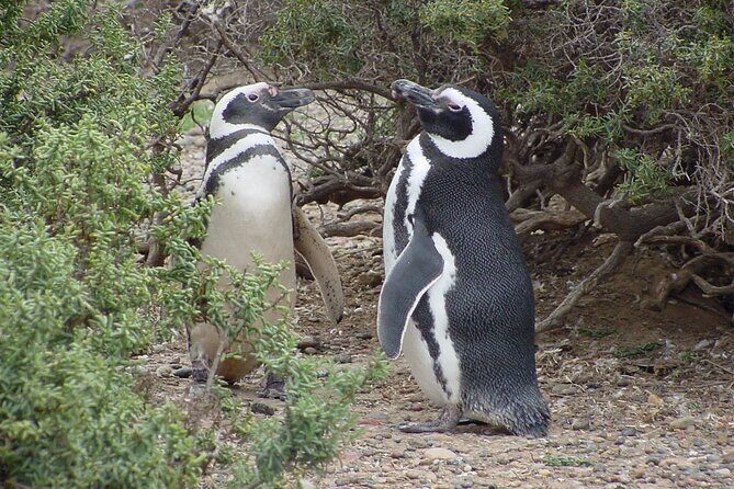 Punta Tombo excursion for cruise passengers - Frequently Asked Questions