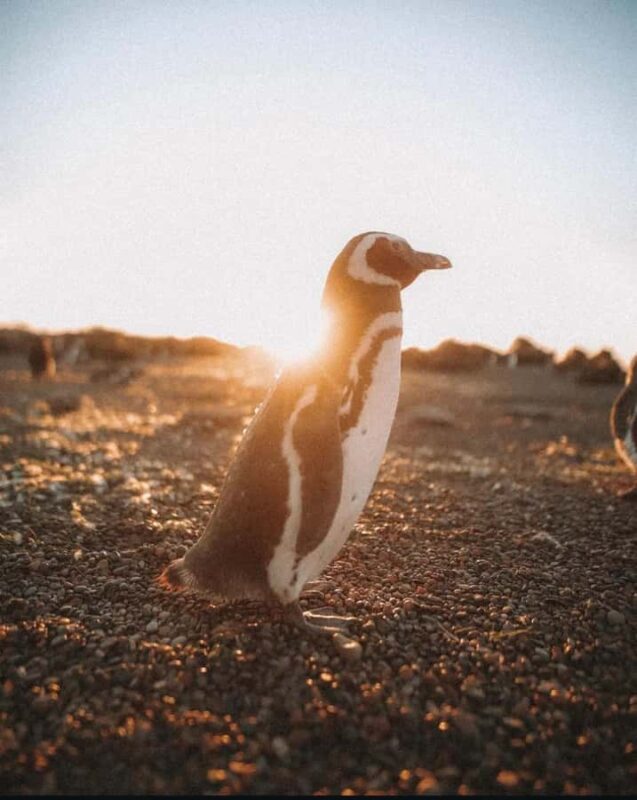 Punta Tombo for cruise-ship passengers - The Sum Up: Why This Tour Stands Out