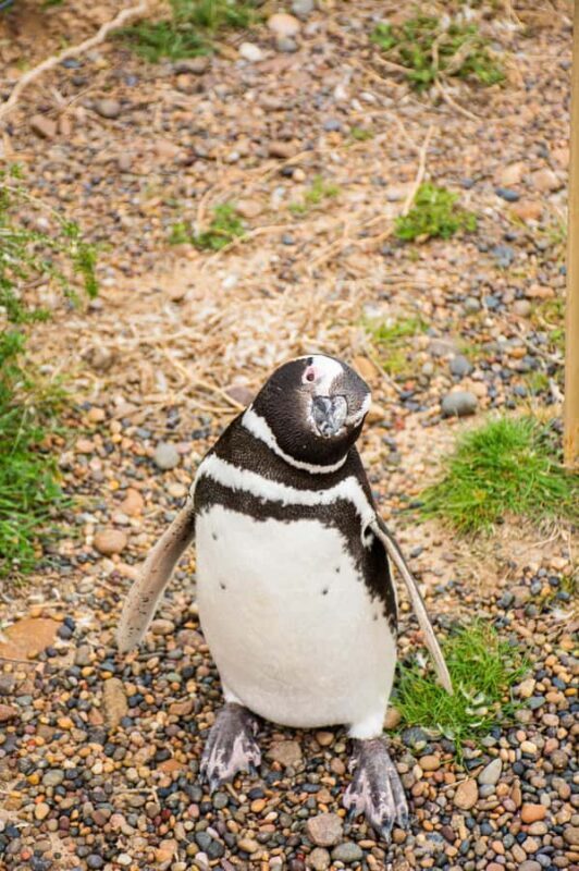 Punta Tombo for cruisers - Key Points