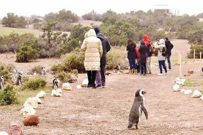 Punta Tombo - Full day tour or Shore Excursion - Key Points