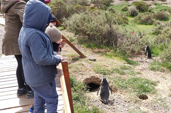 Punta Tombo Full Day Tour, Walking among Penguins - Regular service SIB - Final Thoughts