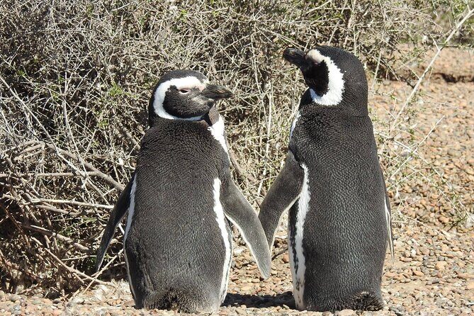 Punta Tombo Full Day Tour, Walking among Penguins - Regular service SIB - FAQ