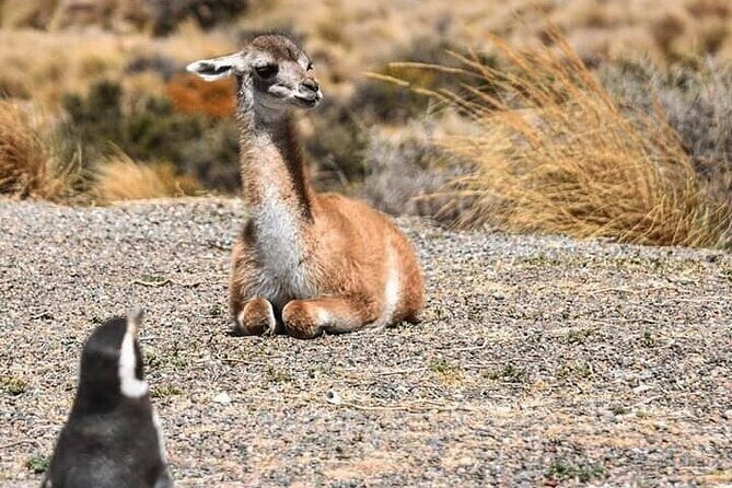 Punta Tombo Penguin Colony from Puerto Madryn with optional Toninas Watching - Key Points