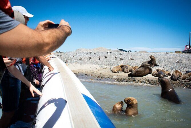 Punta Tombo Penguin Colony from Puerto Madryn with optional Toninas Watching - Who Will Love This Tour?