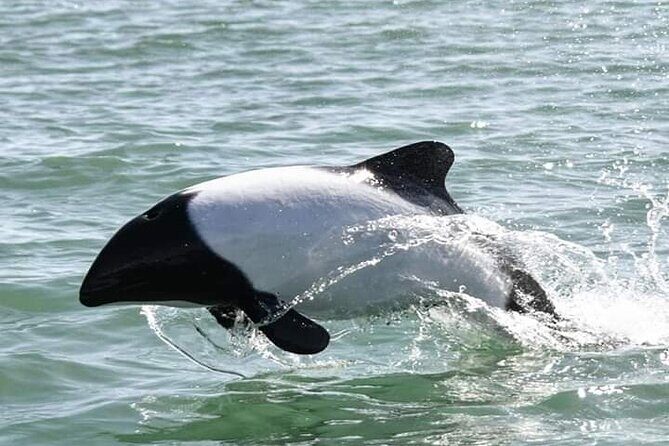 Punta Tombo Penguin Colony from Puerto Madryn with optional Toninas Watching - Key Points