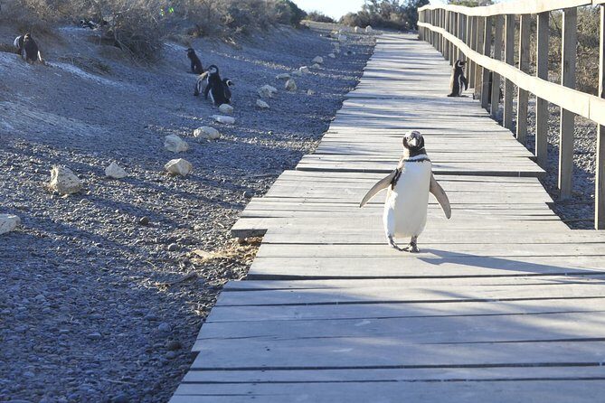 Punta Tombo Penguin Colony from Puerto Madryn with optional Toninas Watching - Who Should Consider This Tour?