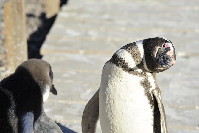 Punta Tombo Penguin Colony from Puerto Madryn with optional Toninas Watching - The Sum Up