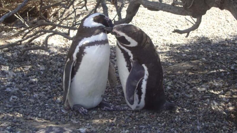 Punta Tombo Penguin Tour & Optional Tonina Watching - Discover Penguins and Dolphins on the Punta Tombo Tour from Puerto Madryn
