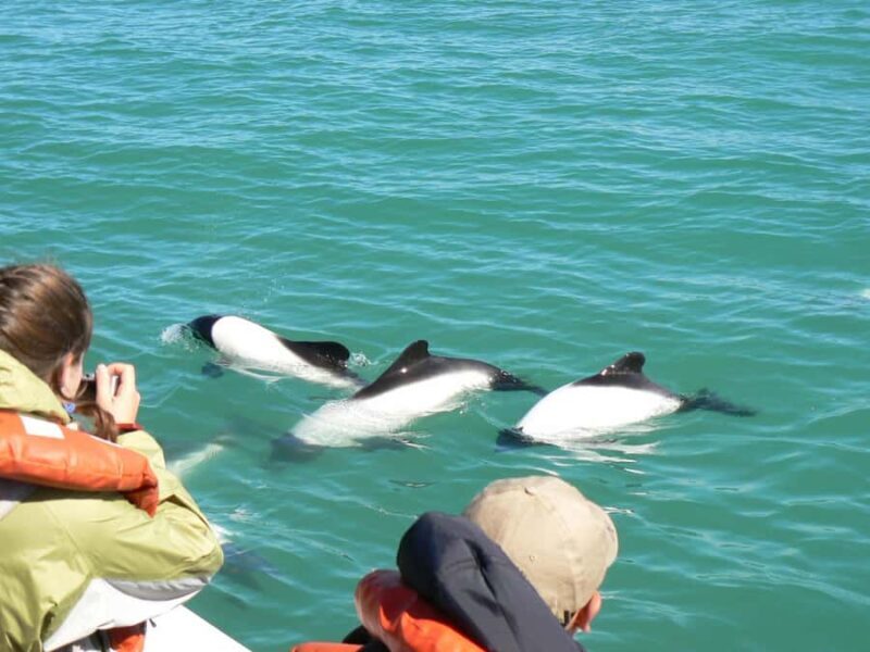 Punta Tombo Penguin Tour & Optional Tonina Watching - Key Points