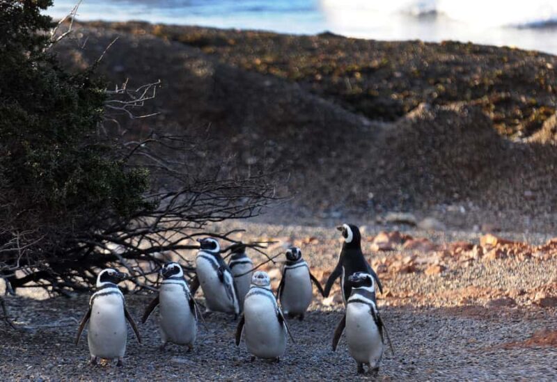 Punta Tombo Penguin Tour & Optional Tonina Watching - The Sum Up