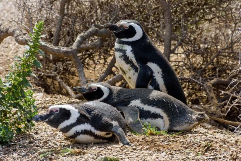 Punta Tombo Shore Excursion for Cruise Passengers Lunch+City - Punta Tombo Shore Excursion for Cruise Passengers Lunch+City