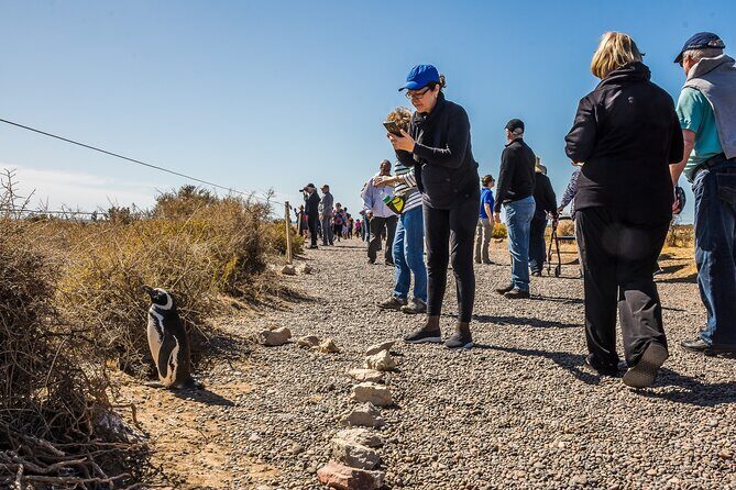 Punta Tombo Shore Excursion w/box Lunch(Shared tour for cruises) - A Deep Dive into the Punta Tombo Tour Experience