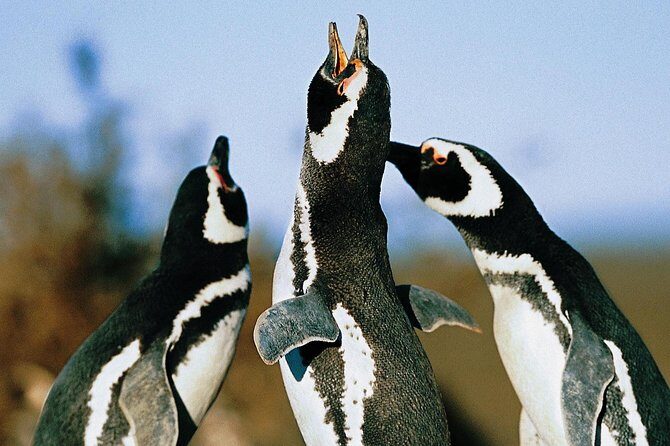 Punta Tombo Shore Excursion w/box Lunch(Shared tour for cruises) - Why This Tour Is a Worthwhile Choice