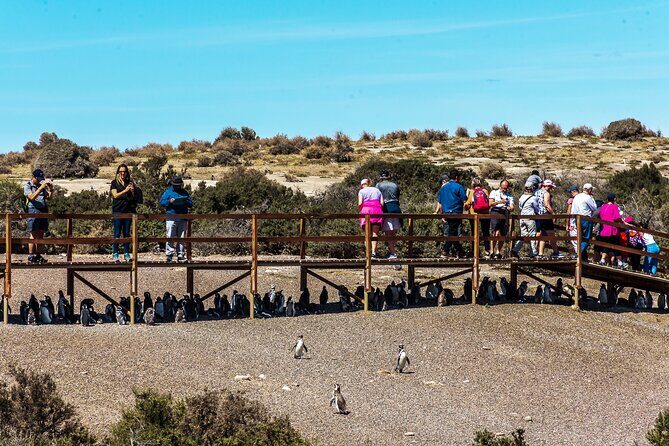 Punta Tombo Shore Tour for NCL Star Passengers in Puerto Madryn - Authentic Experiences and Practical Details