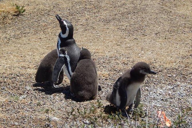 Punta Tombo Tour, the Penguin Experience - In-Depth Review: What Makes This Tour Special?