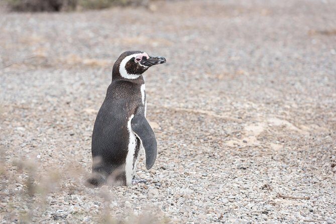 Punta Tombo Tour, the Penguin Experience - The Main Attraction: Punta Tombo